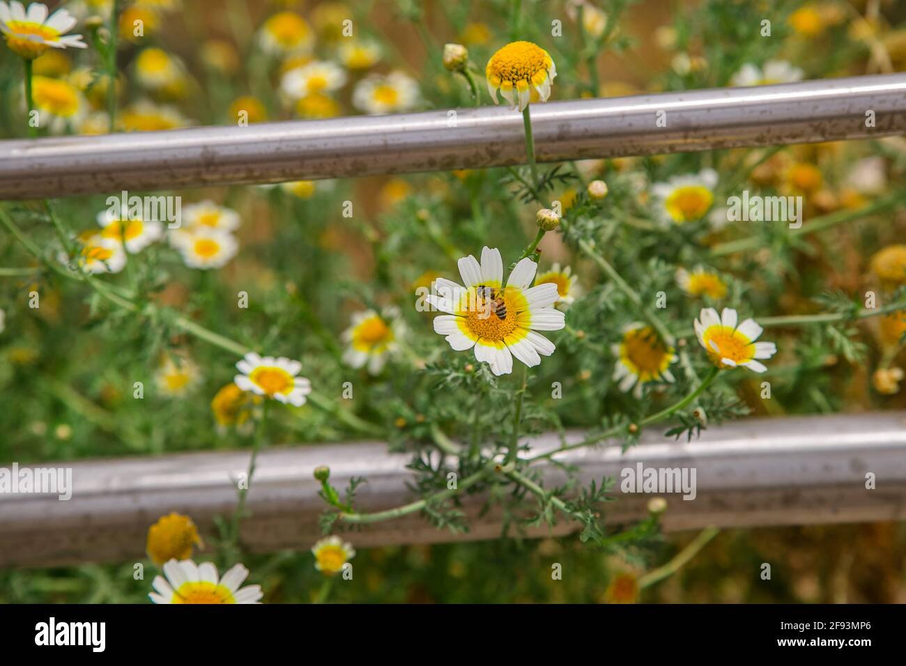 Fiori di campo estivi, fiori di papavero in fiore camomilla. ee Foto Stock