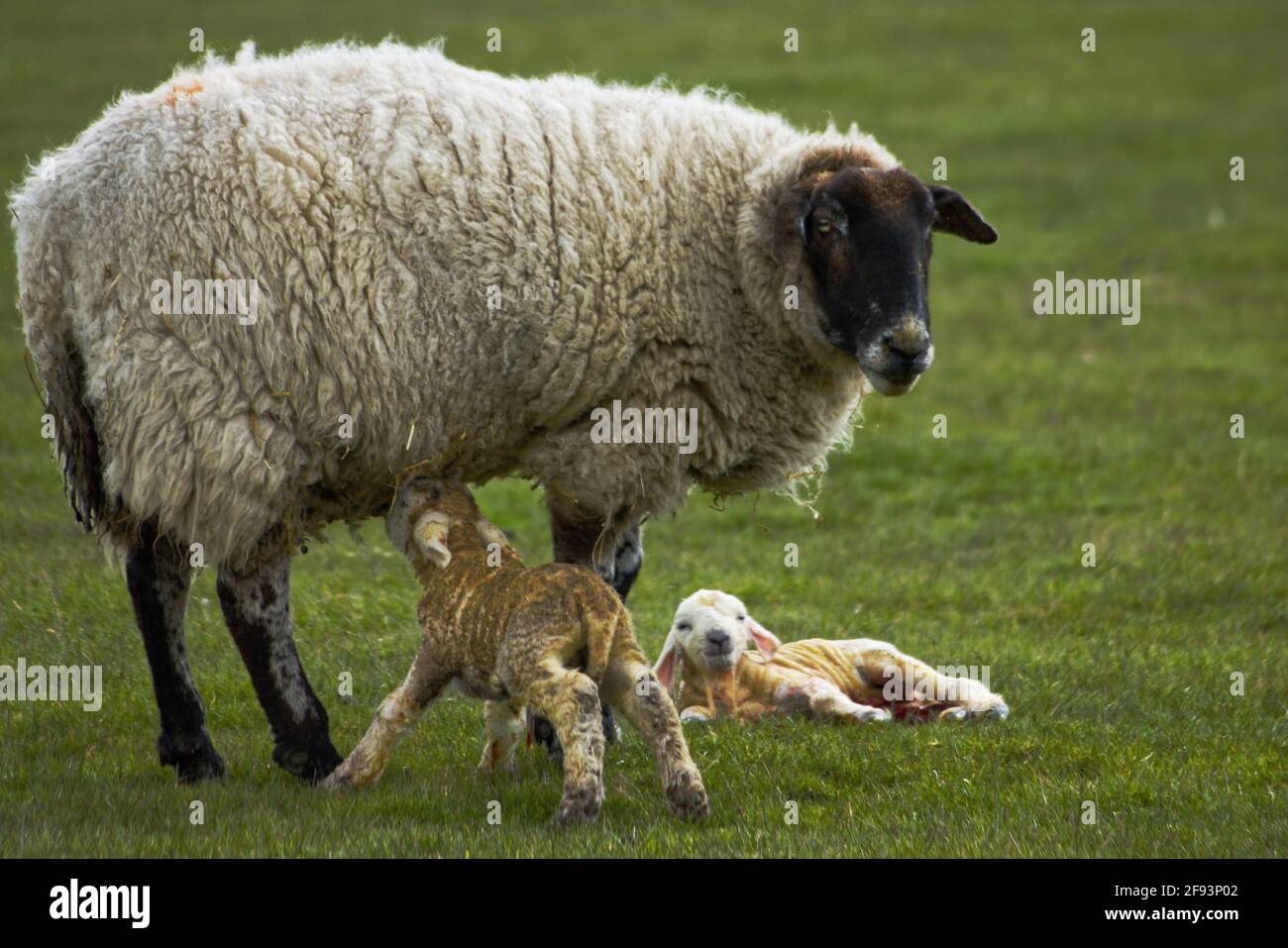 Agnelli gemelli nati di nuovo, uno che beve da madre pecora Foto Stock