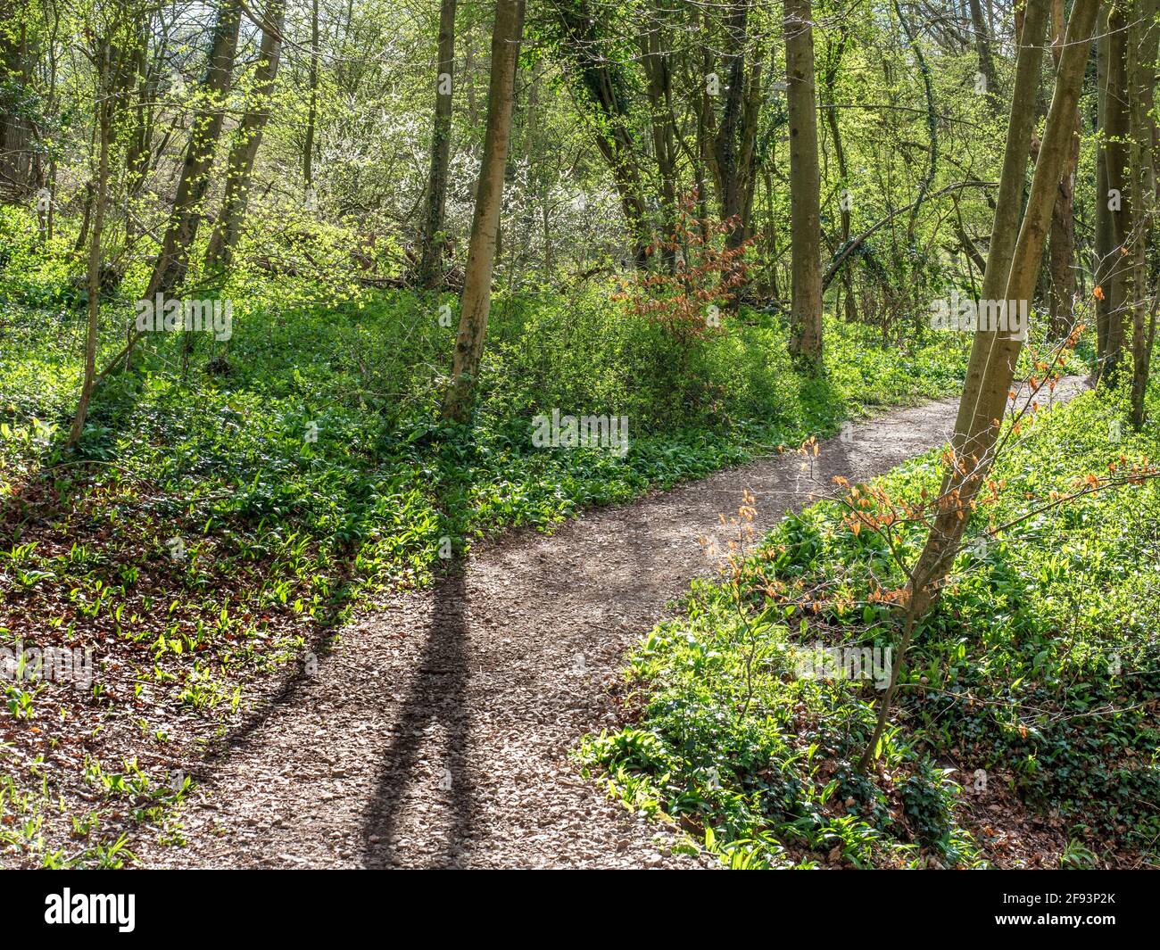 Alberi di primavera retroilluminati dal sole lungo un sentiero in Mackintosh Parco a Knaresborough North Yorkshire Inghilterra Foto Stock