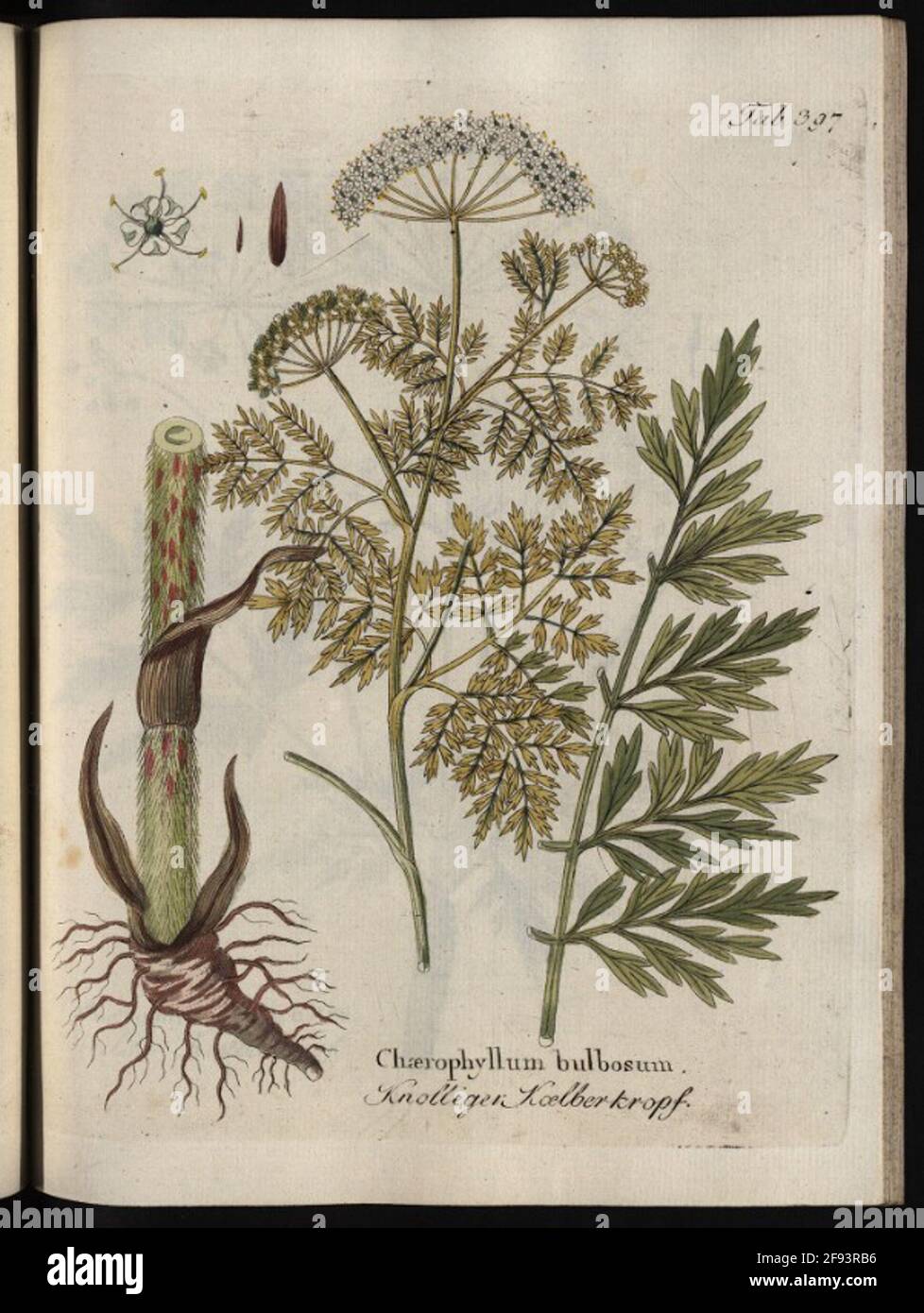 Illustrazioni di tutti gli impianti medico-economico-tecnologici con la descrizione dei loro benefici e utilizzo, Volume 5: Cephalantus occidentalis. Casa scrittore di vitello. Foto Stock