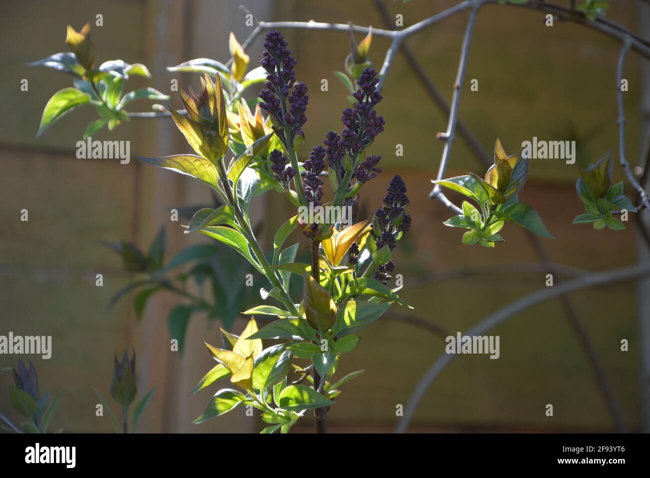 Spring Lilac Flowers lampadario retroilluminato con bella fragranza al sole in un giardino foto stock ad alta risoluzione Foto Stock