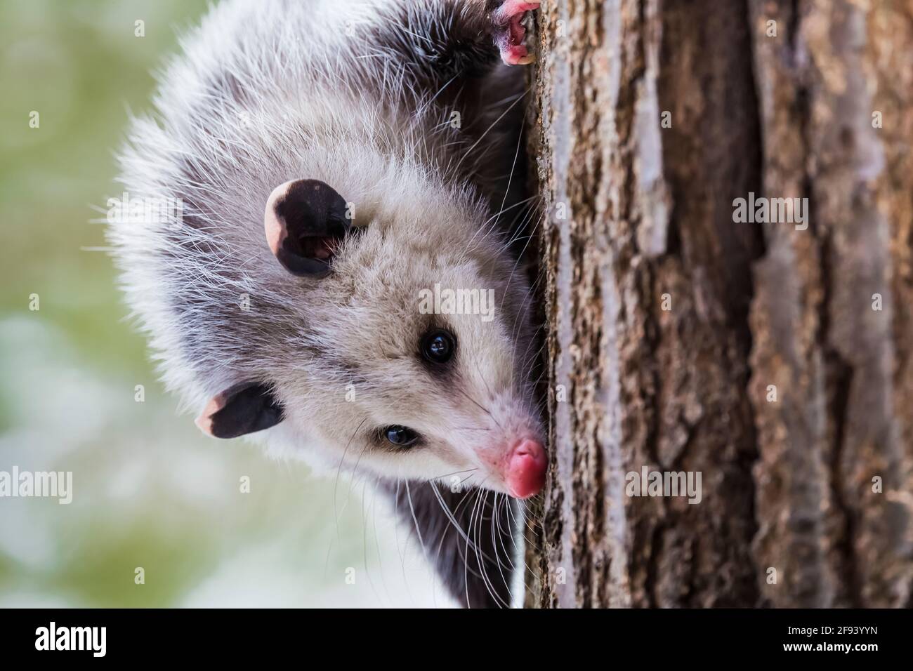 Virginia Opossum, Didelphis virginiana, foraggio nel mezzo di una giornata invernale nella contea di Mecosta, Michigan, Stati Uniti Foto Stock