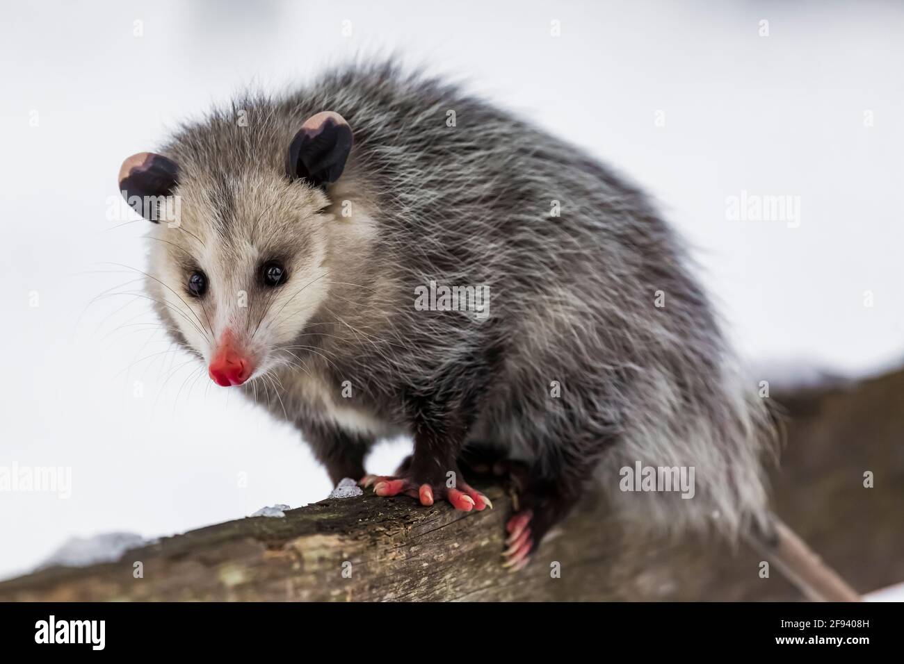 Virginia Opossum, Didelphis virginiana, foraggio nel mezzo di una giornata invernale nella contea di Mecosta, Michigan, Stati Uniti Foto Stock