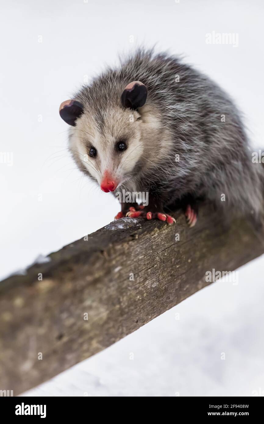 Virginia Opossum, Didelphis virginiana, in inverno nella contea di Mecosta, Michigan, Stati Uniti Foto Stock
