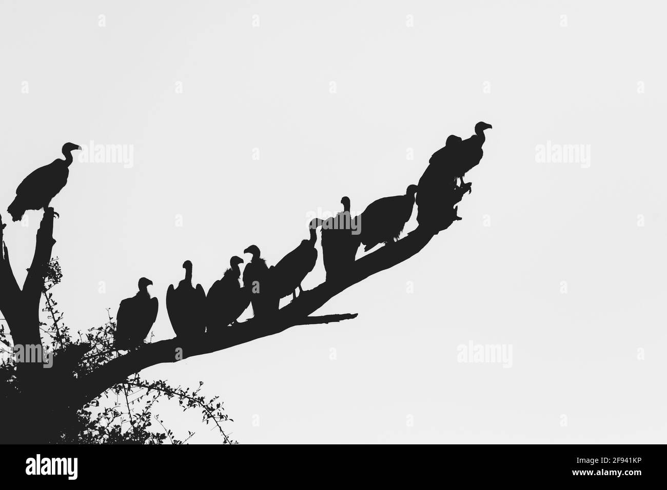 Una foto di Silhouette di molti avvoltoi che siedono in una riga su un ramo morto, Greater Kruger. Foto Stock