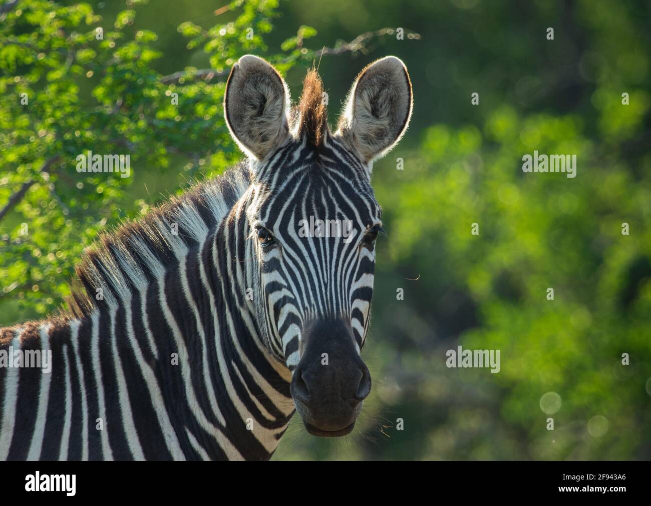 Una Zebra che guarda nella fotocamera con le orecchie puntate in avanti con uno sfondo verde sfocato, il Sudafrica. Foto Stock