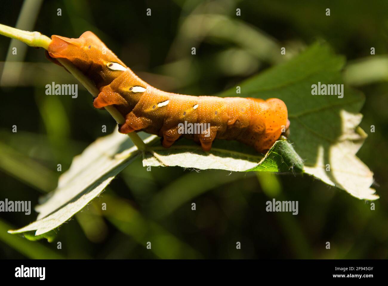 Moth caterpillar Eumorfa pandorus mangiare sulla foglia Foto Stock
