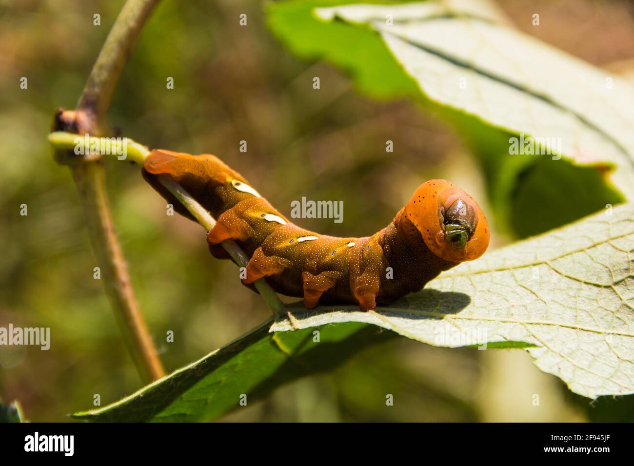 Moth caterpillar Eumorfa pandorus mangiare sulla foglia Foto Stock