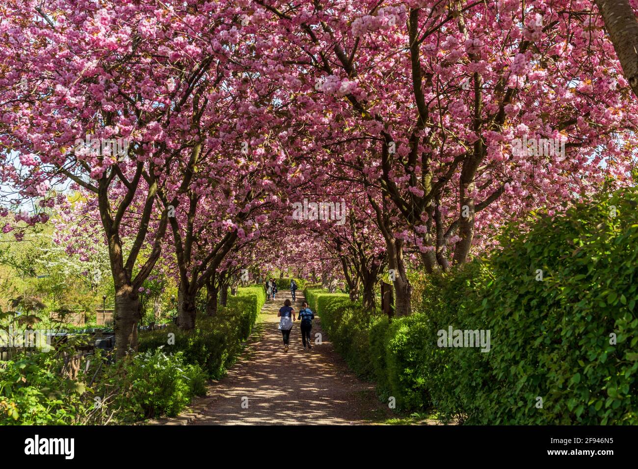 Japanische Kirschbüten in einer Gartenanlage a Kiel Foto Stock