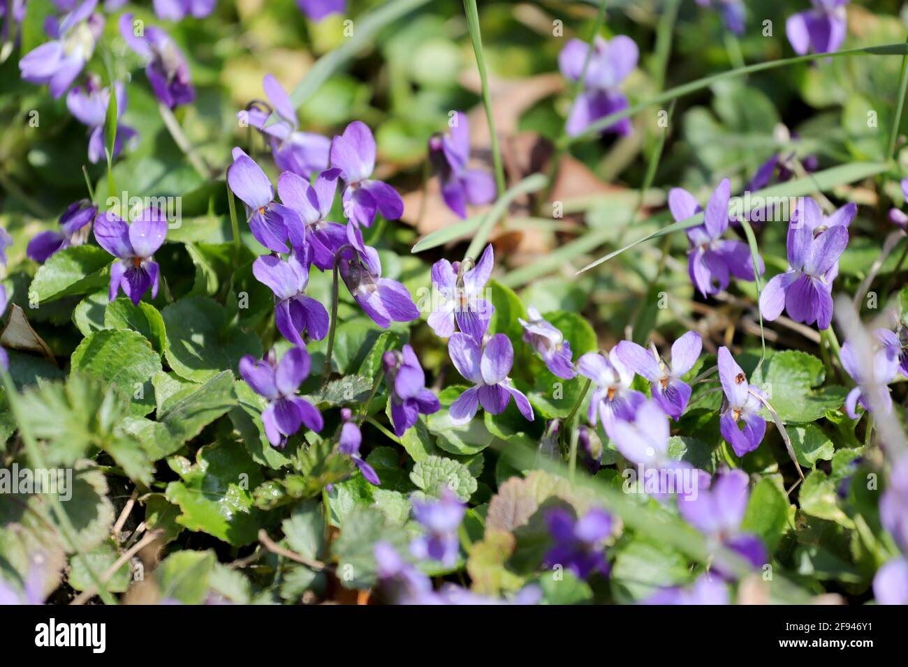 Violette porpora nella natura, primo piano. Nessuna nitidezza Foto Stock