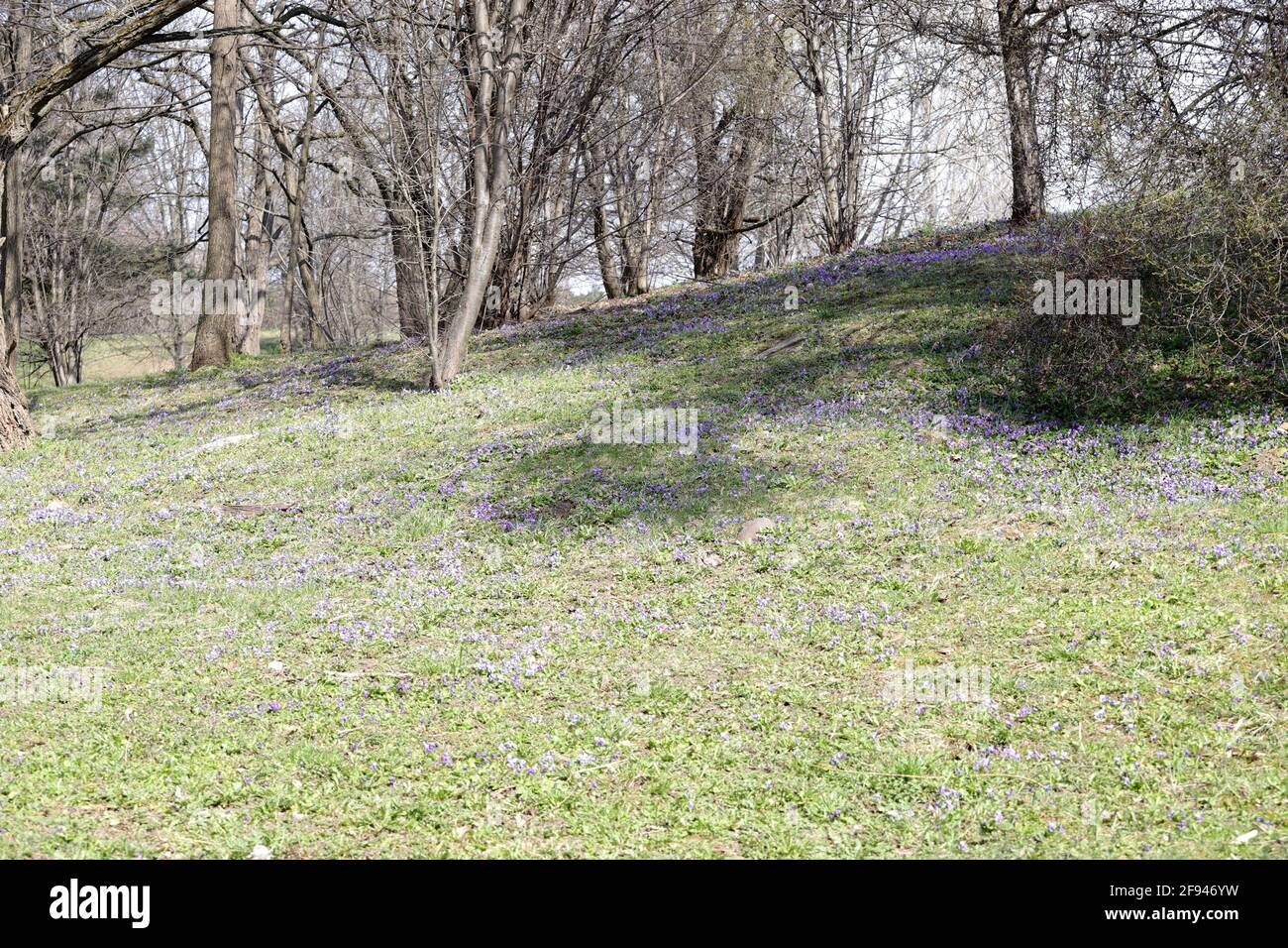 Campo di violette viola selvatiche in natura. Nessuna nitidezza Foto Stock