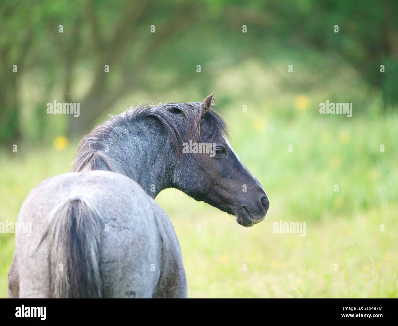 Una sezione gallese roana UN pony si trova in un paddock estivo. Foto Stock