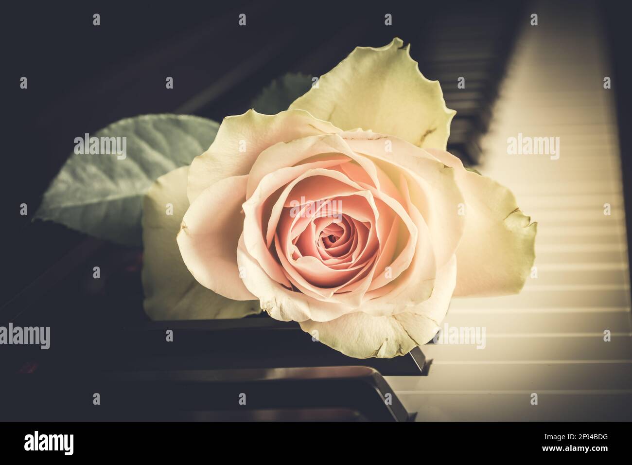 Rosa pallido su tastiera a piano, stile vintage Foto Stock