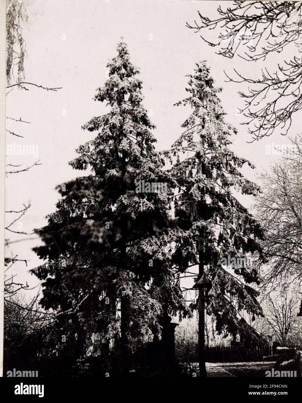 Wladimir Wolinsky, Rauhreif . Foto Stock