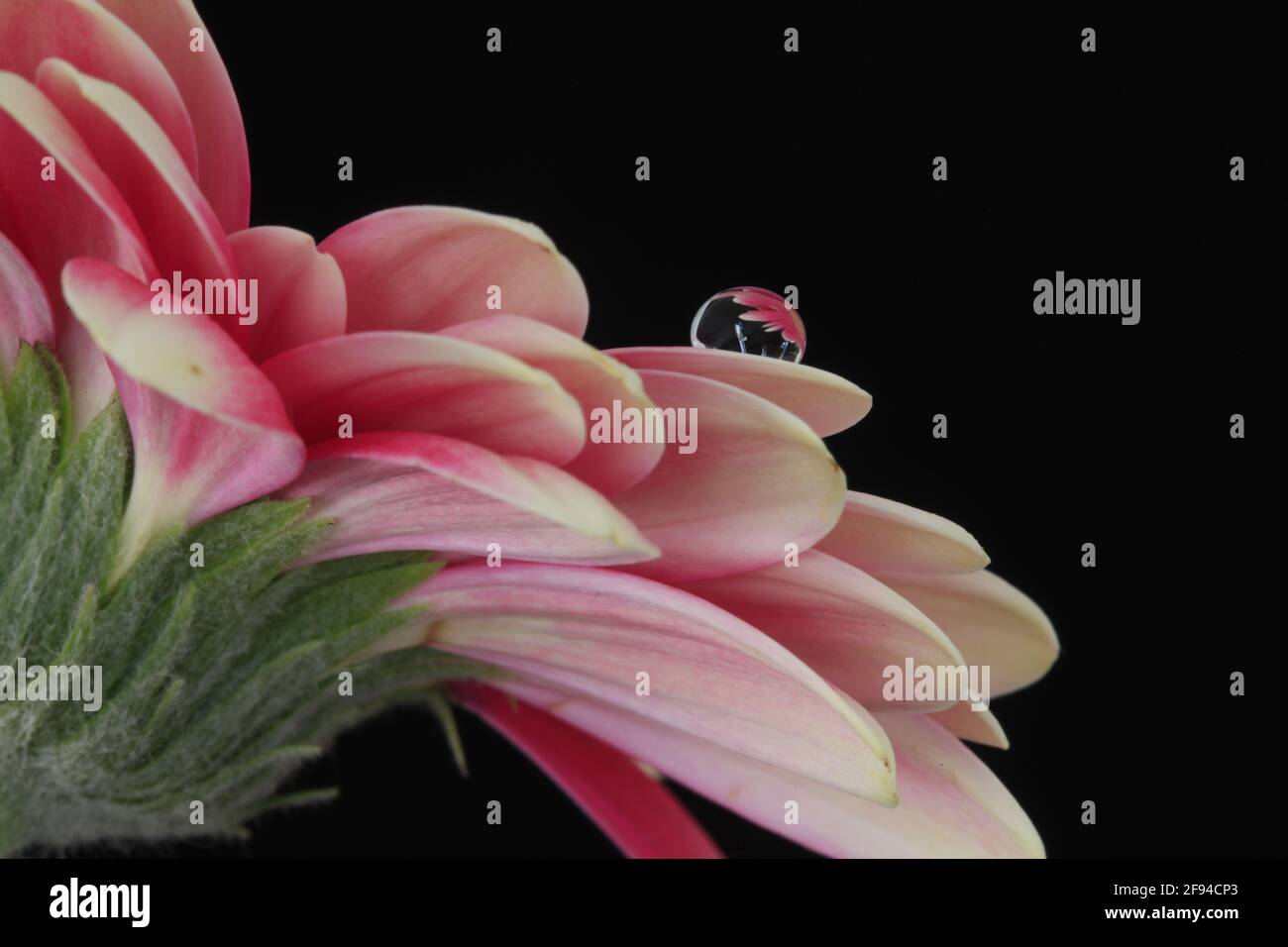 Gocciolina d'acqua su un petalo di fiori Foto Stock