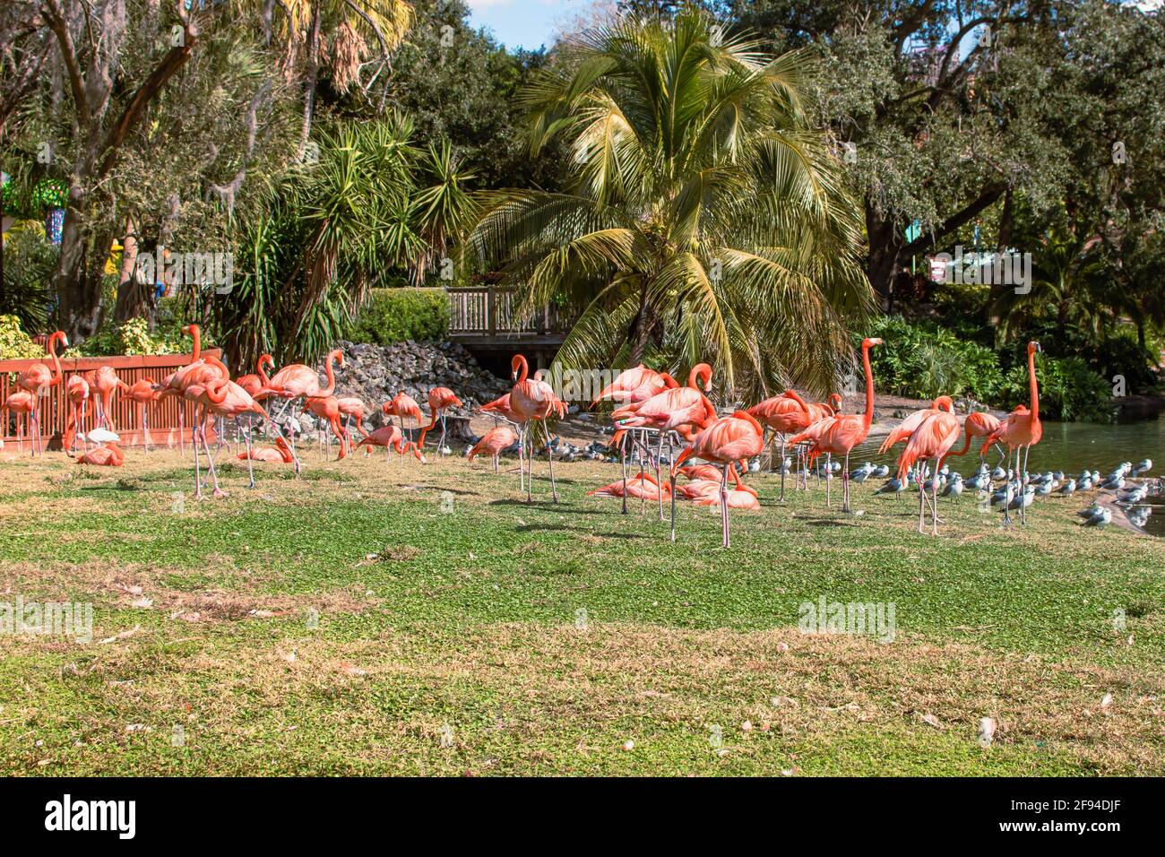 Tampa Bay, Florida. 29 dicembre 2020. Vista panoramica di Flamingos a Busch Gardens (44) Foto Stock