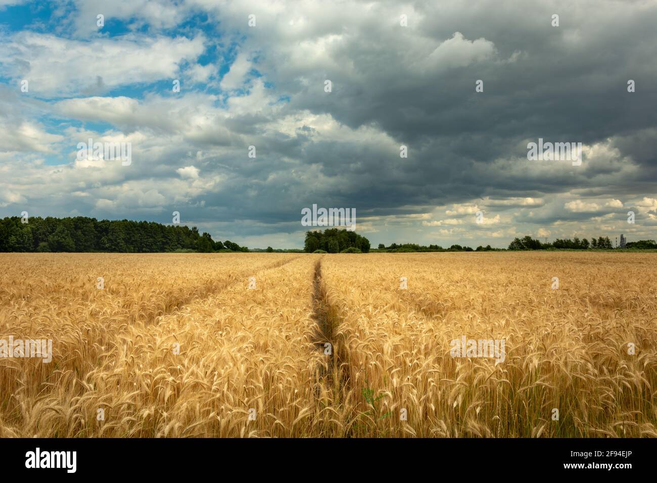 Ruote tracce in grano dorato e nuvole grigie sul cielo, Nowiny, Lubelskie, Polonia Foto Stock