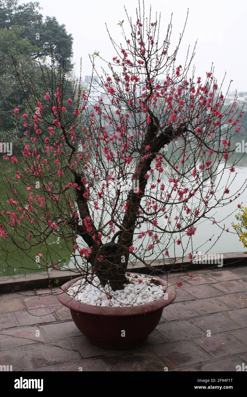 Foto verticali di piccoli alberi in vaso fioriti con il lago Hoan Kiem sullo sfondo. Taken on 07/01/20 durante il giorno. Foto Stock