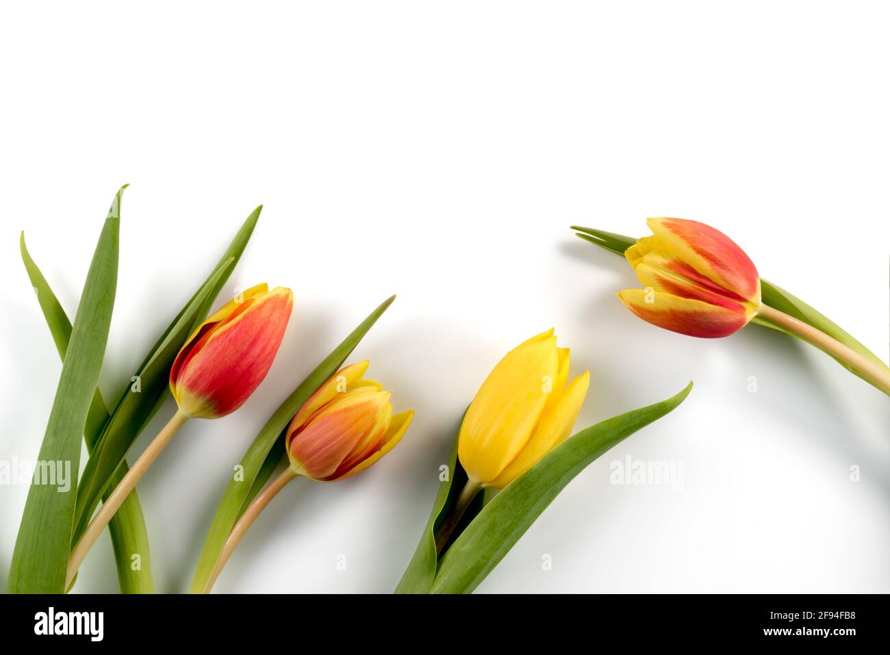 Tulipani rossi e gialli fiori con foglie verdi, vista dall'alto, copia spazio, isolato su sfondo bianco Foto Stock