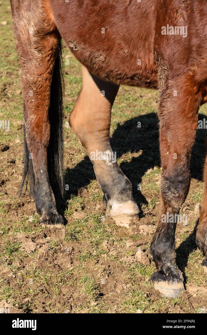 Primo piano di una gamba posteriore ferita e gonfia di un cavallo domestico (Equus ferus caballus) anatomia di edema articolare e degli arti gonfiore, Germania Foto Stock