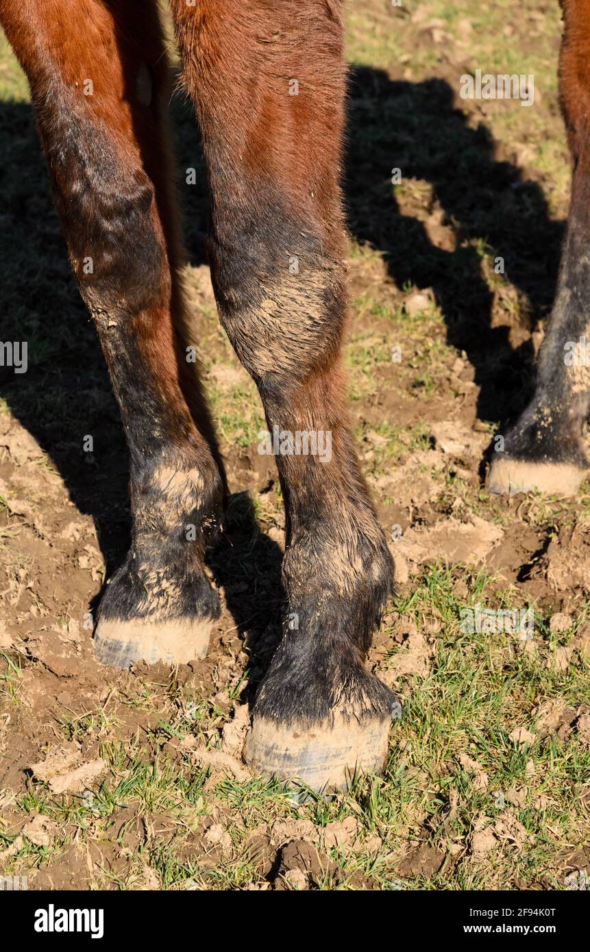 VIDEO: Speedline GATOR Verney-Carron Cal 30.06 - Le Chasseur Français - Foto 9