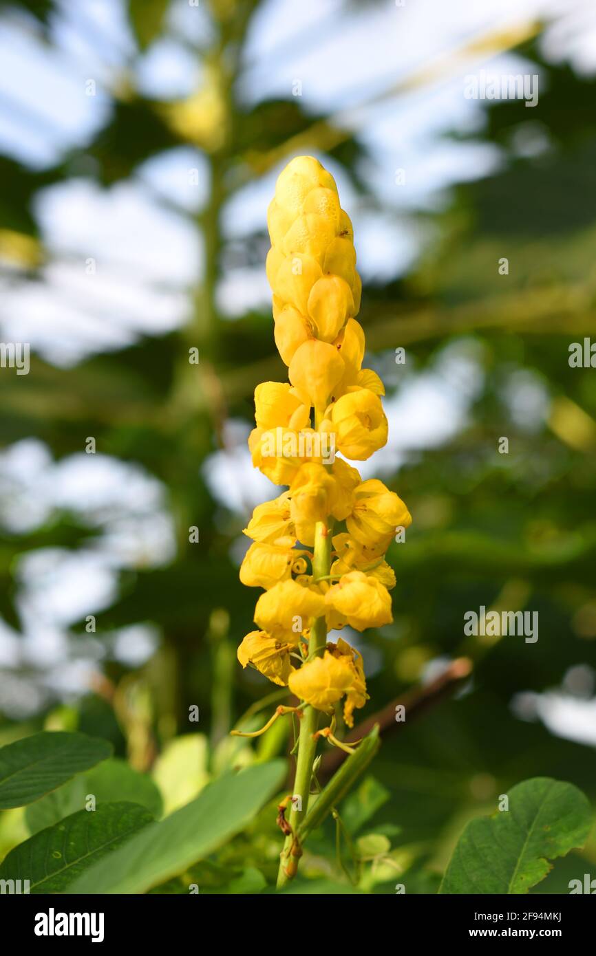 Candela Bush fiore (Senna alata) Foto Stock