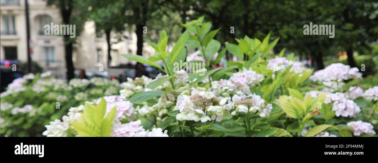 Prato con un sacco di fiori bianchi Hydrangea e dandelions in giorno di sole Foto Stock