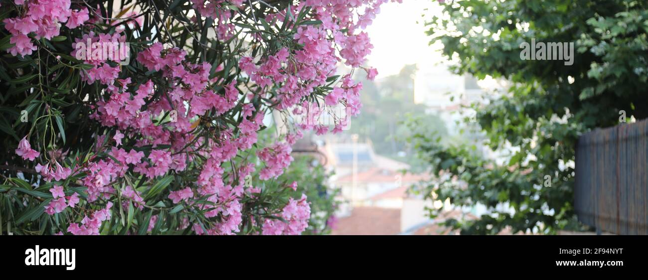 fiore di rosa con albero verde Foto Stock