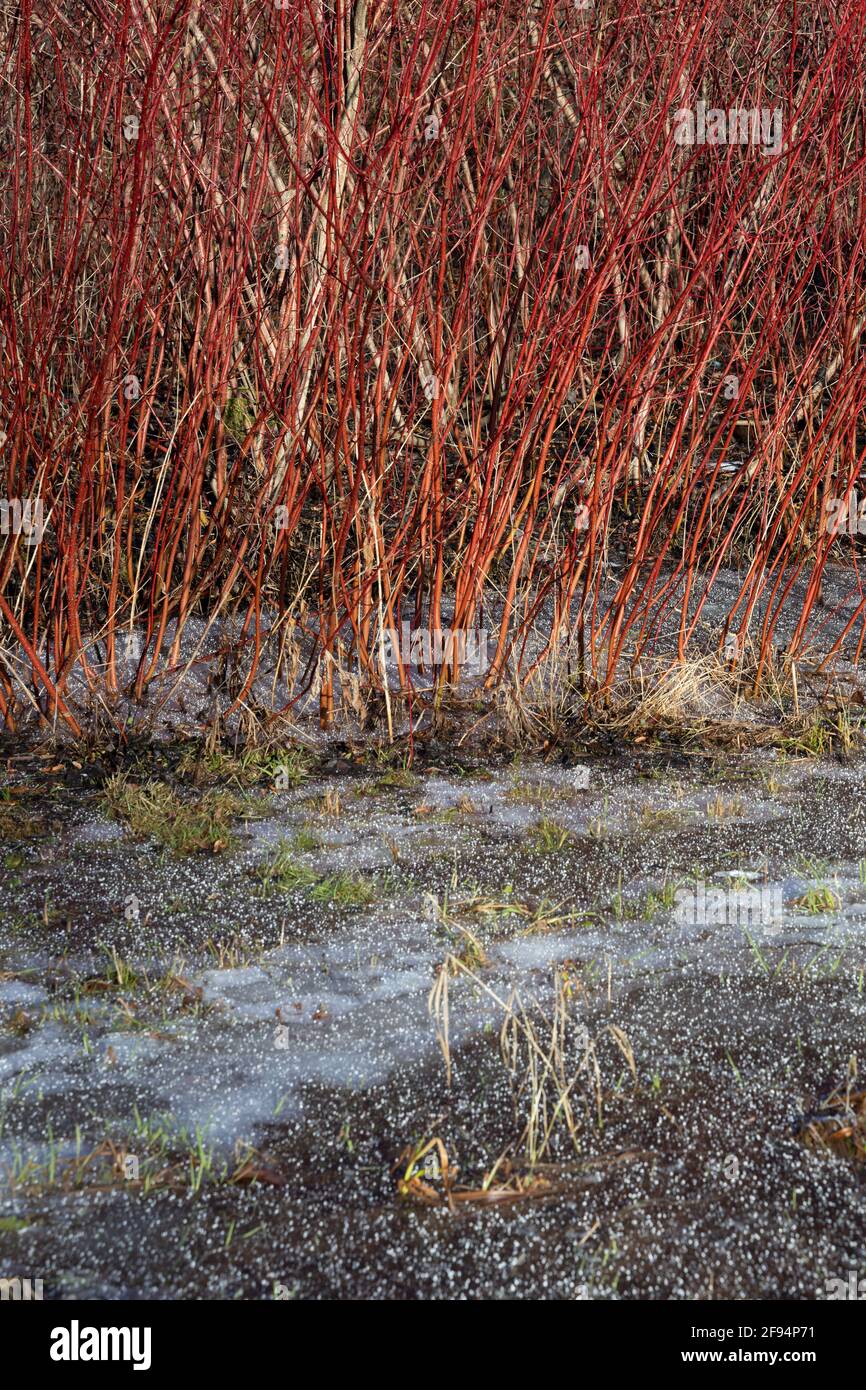 Paesaggio primaverile con un arbusto di salice rosso con aste lunghe tra l'orientamento verticale della neve Foto Stock