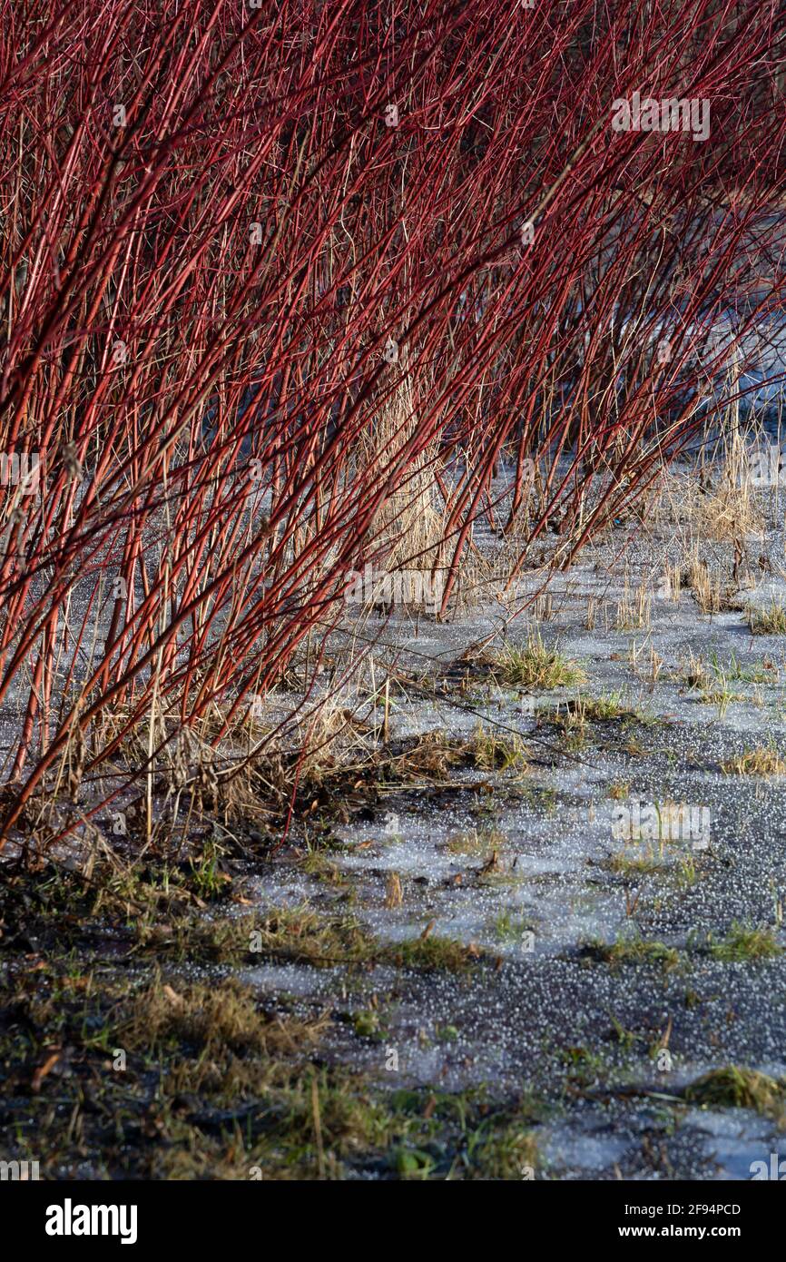 Su una mattina gelosa primavera cespugli di salice rosso su un orientamento verticale del prato ghiacciato Foto Stock