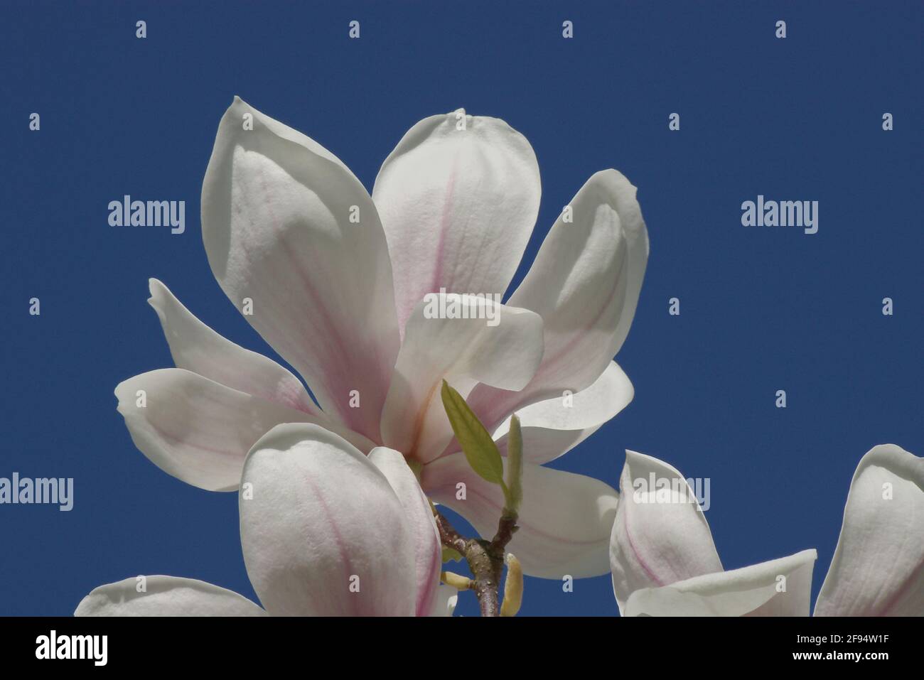 Fiori bianchi di un albero di magnolia contro la luce del cielo blu Foto Stock