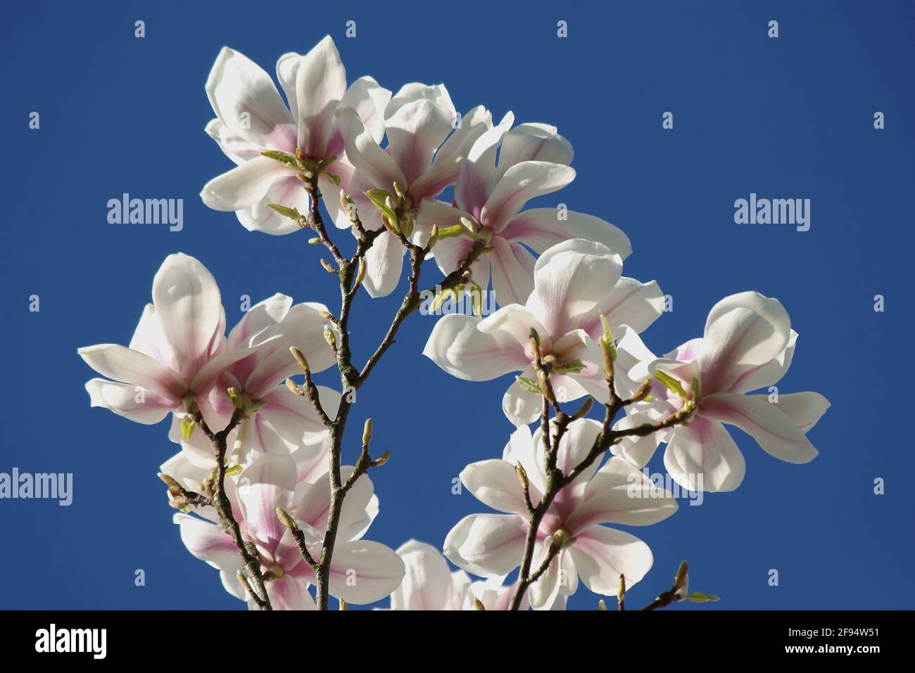 La Magnolia fiorisce contro la luce Foto Stock