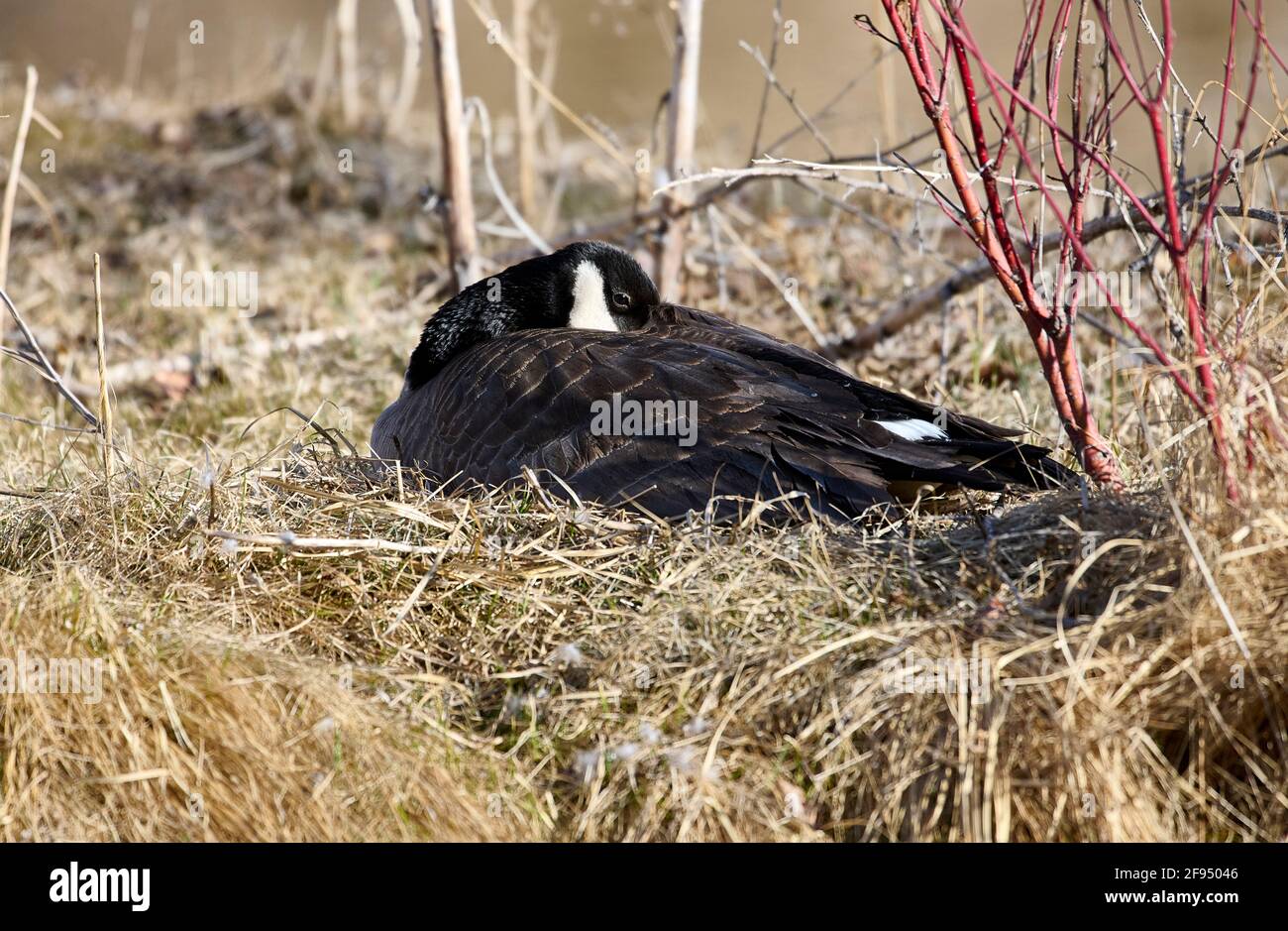 Canada Goose (Branta canadensis) seduta su un nido, Inglewood Bird Sanctuary, Calgary, Alberta, Canada, Foto Stock