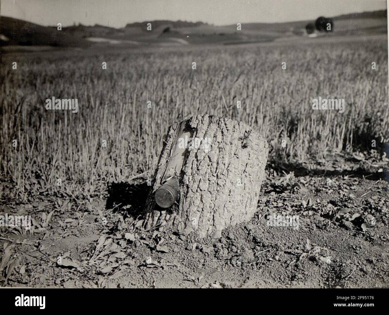 granata di 8cm nei gambi dell'albero. Foto Stock
