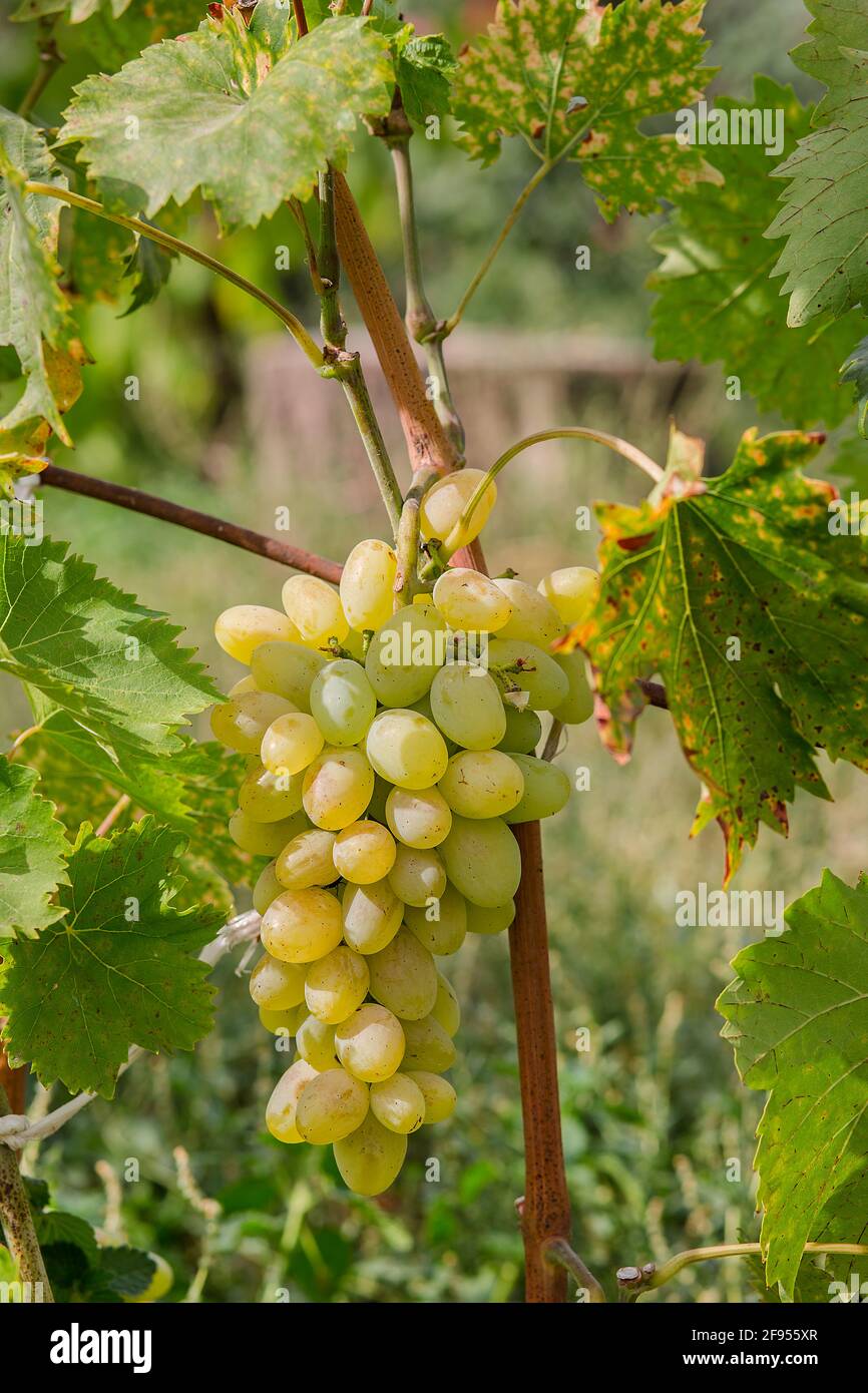 Viti durante la vendemmia. Uve mature in giardino. Coltivazione di frutti biologici. Foto Stock