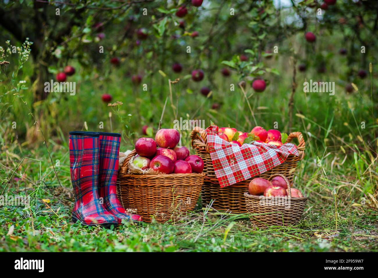 Cestini con mele nel giardino, stivali. Raccolta di mele. Foto Stock