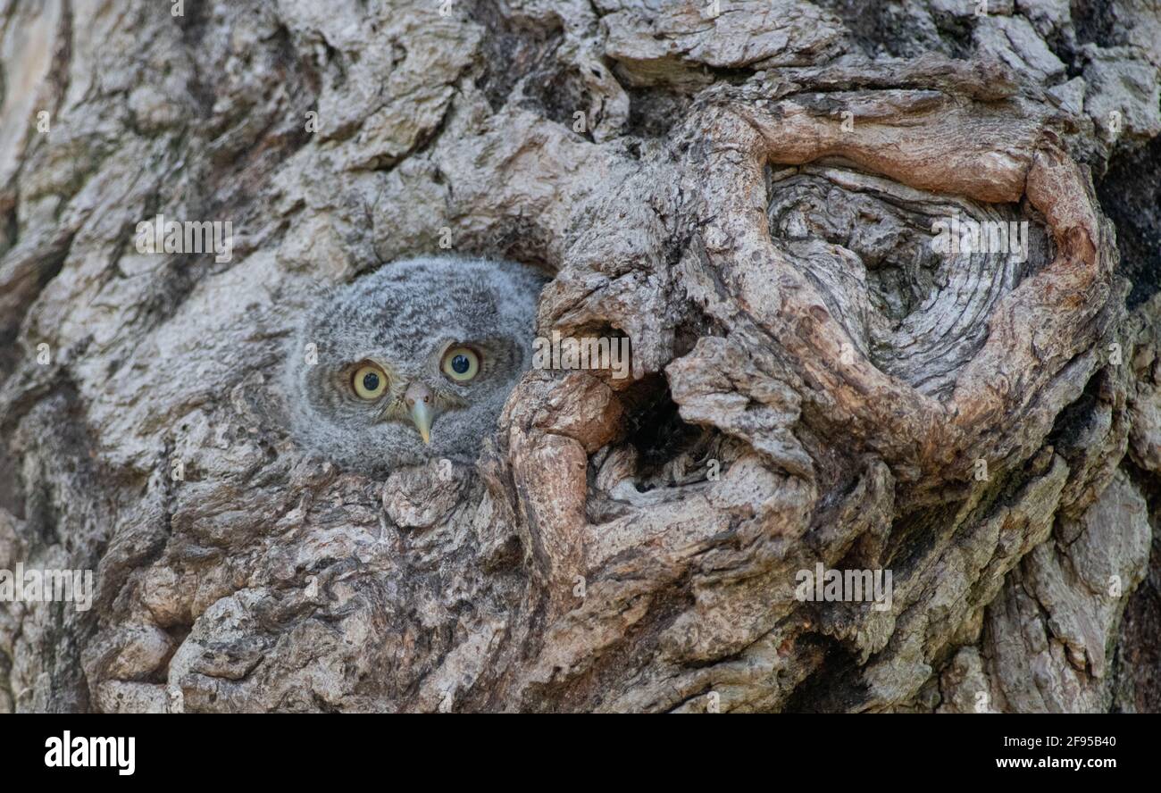Cindy ha avvistato il gufo del bambino che urla nidificazione in un albero vicino. SCARBOROUGH, CANADA: PUOI avvistare la GUFO sneaky che ti riparte in questo inganno sn Foto Stock