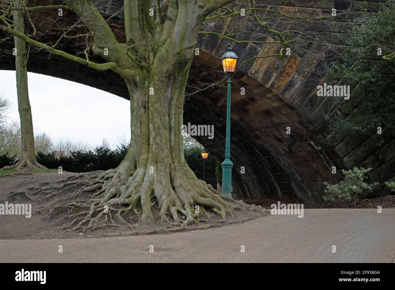 Vecchio albero e arco ferroviario Foto Stock