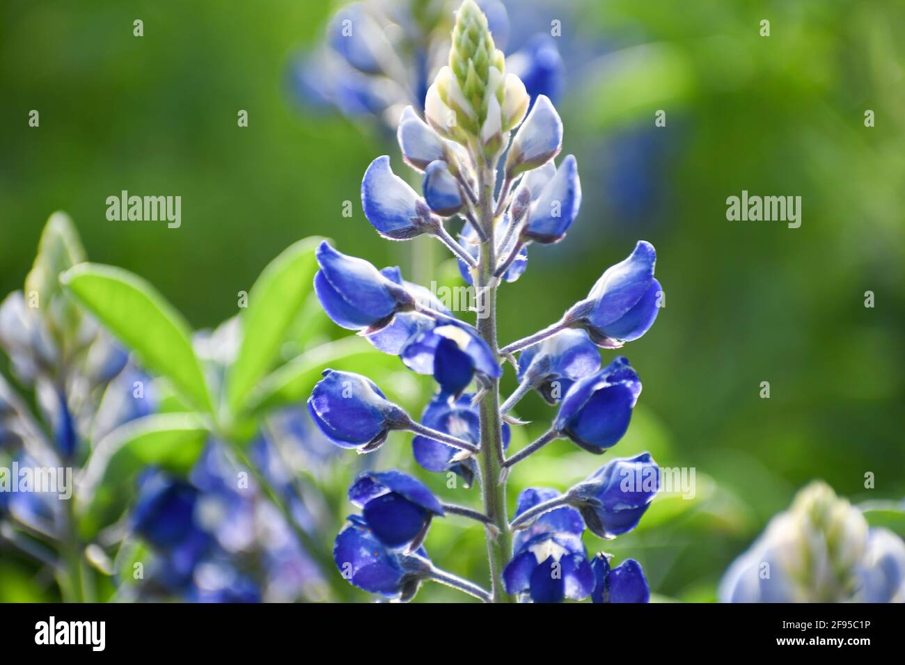 primo piano di un singolo bluebonnet in un campo di fiori selvatici nel texas centrale. Aprile 2021 Foto Stock