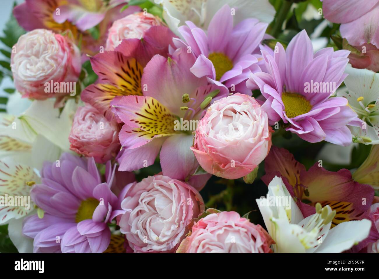 Sfondo floreale di vari fiori: Giglio peruviano giallo (alstroemeria), margherite rosa, rosse e bianche, gerbere, crisantemi. Luminoso multicolore Foto Stock