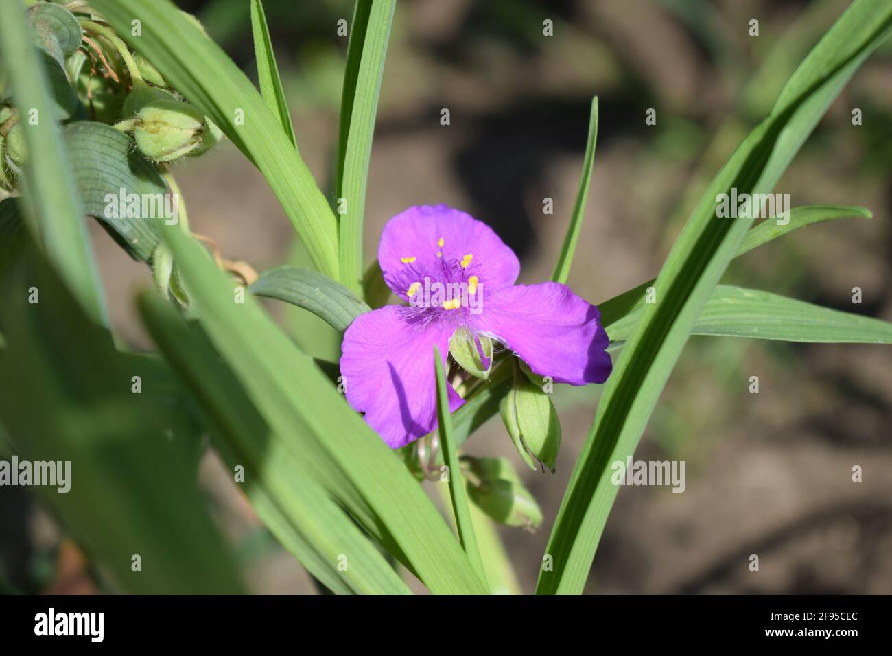 Bel fiore viola-viola con un soffice mezzo del giardino Tradescantia su uno sfondo di foglie verdi da vicino. (Tradescantia virginiana). Ma Foto Stock