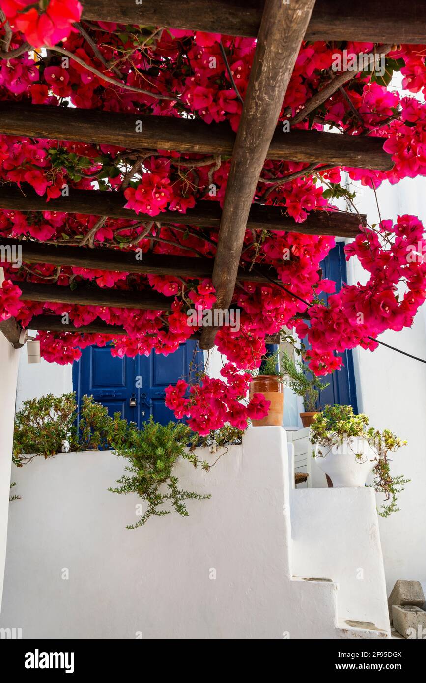 Bouganvillea cascata di viti ornamentali spinose su un trellis fatto a mano a Mykonos, Grecia. Foto Stock