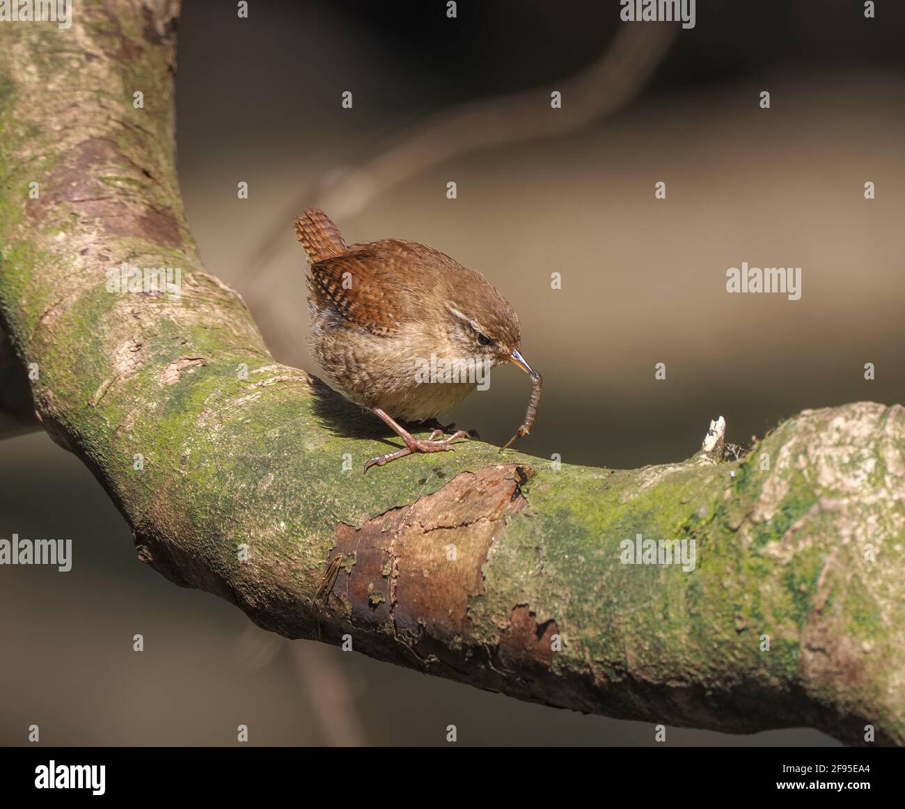 Wren con appena pescato grub per i giovani, Pembrokeshire, Galles Foto Stock