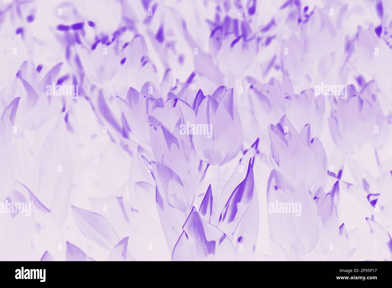 Sfondo acquerello viola con motivo tulipani floreali Foto Stock