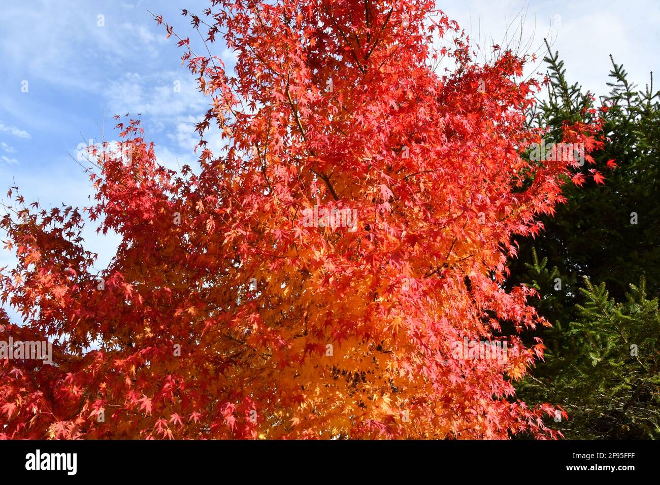 i magnifici colori dell'autunno Foto Stock