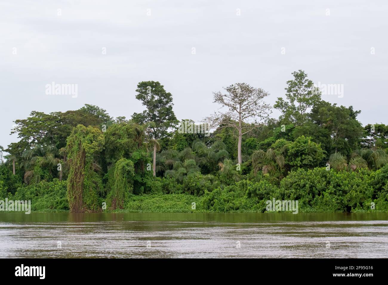 La maestosa foresta pluviale tropicale lungo il fiume Congo, così grande e viva si può sentire respirare. Repubblica democratica del Congo Foto Stock