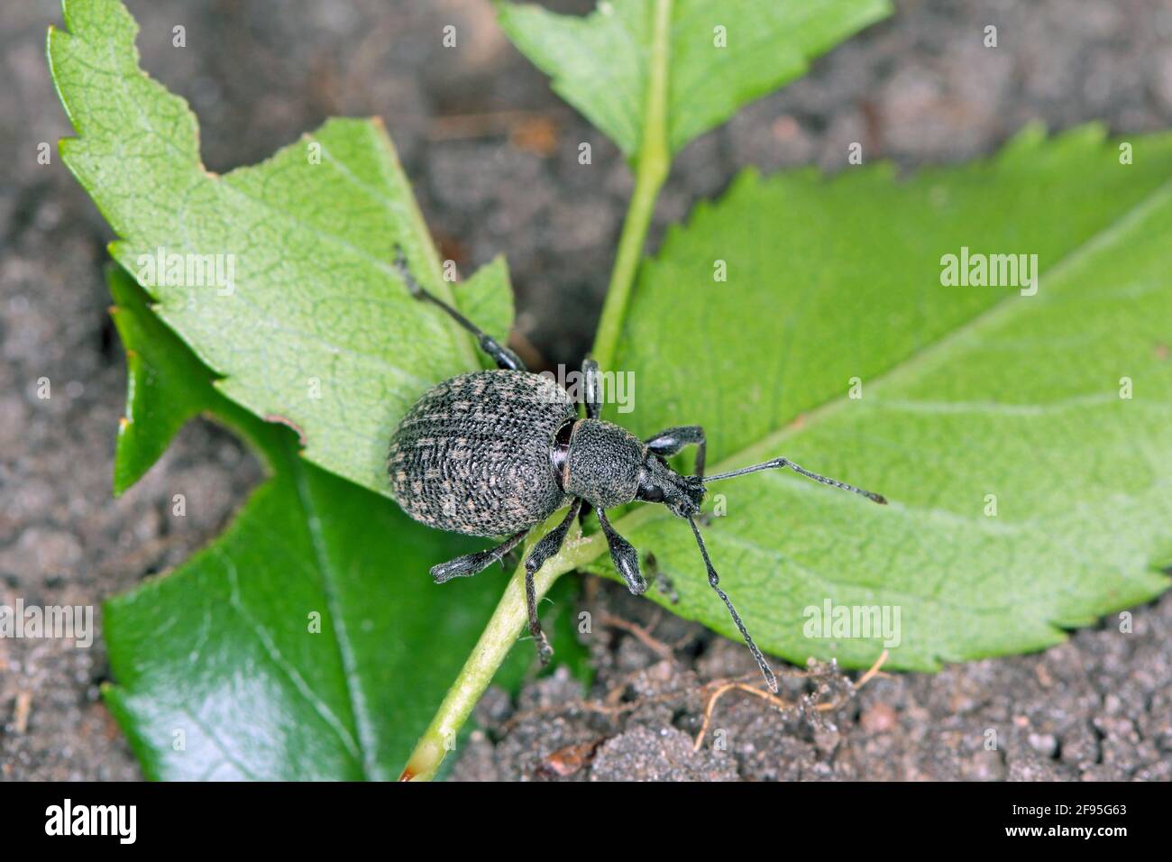 Coleottero di Otiorhynchus (a volte Otiorrhynchus). Molti di loro vitigno e.i. nero weevil (O. sulcatus) o radice di fragola weevil (O. ovatus) Foto Stock