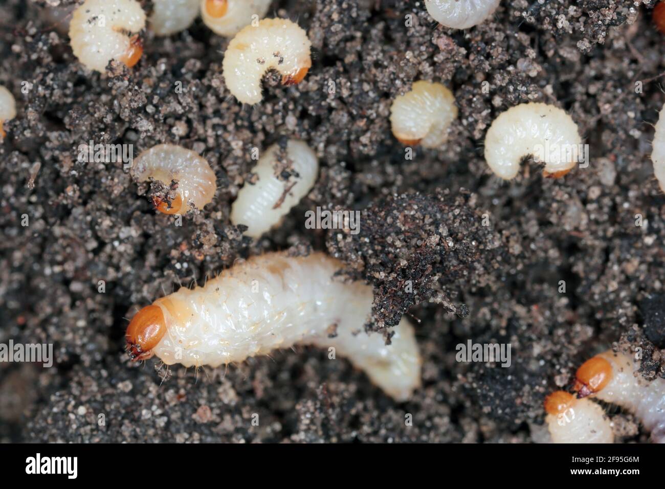 Larve di Otiorhynchus (a volte Otiorrhynchus) sul suolo. Molti di loro e.i. vite nera weivil (O. sulcatus) o fragola radice weivil (O. ovatus) Foto Stock