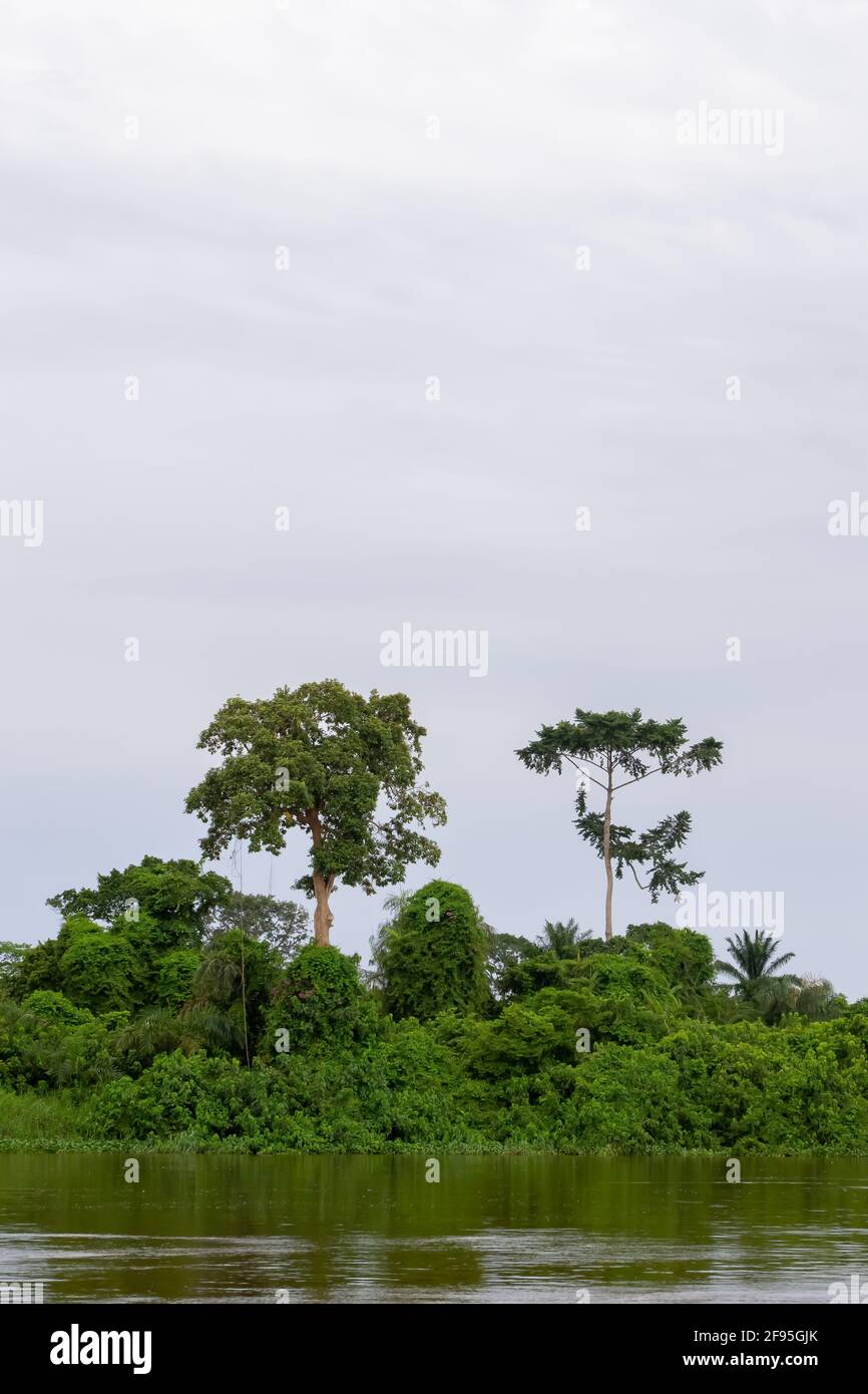 La foresta pluviale tropicale lungo il fiume Congo, così grande e viva si può sentire respirare. Repubblica democratica del Congo Foto Stock