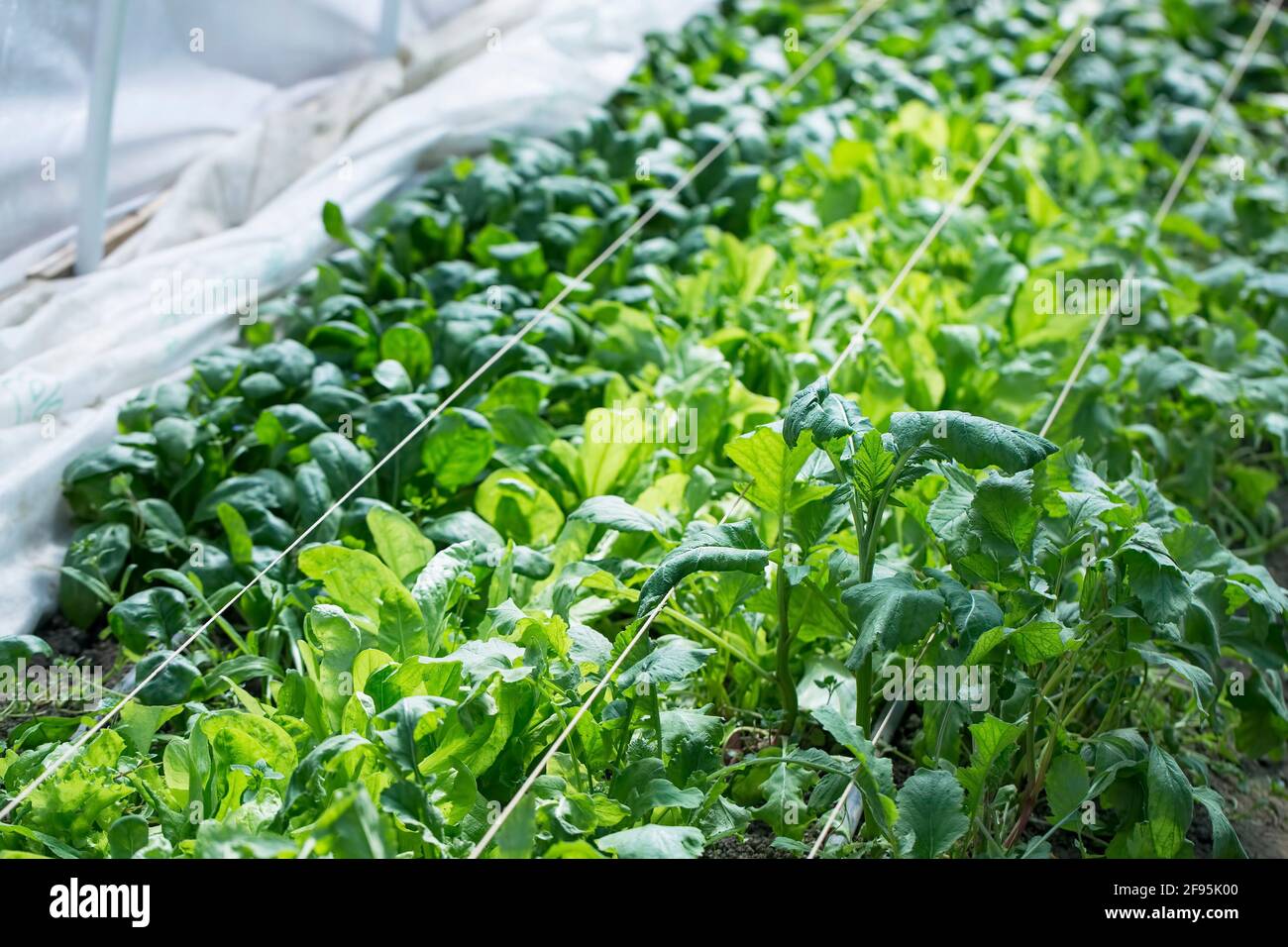 Orto rurale di primavera con insalata verde, spinaci e rafano Foto Stock